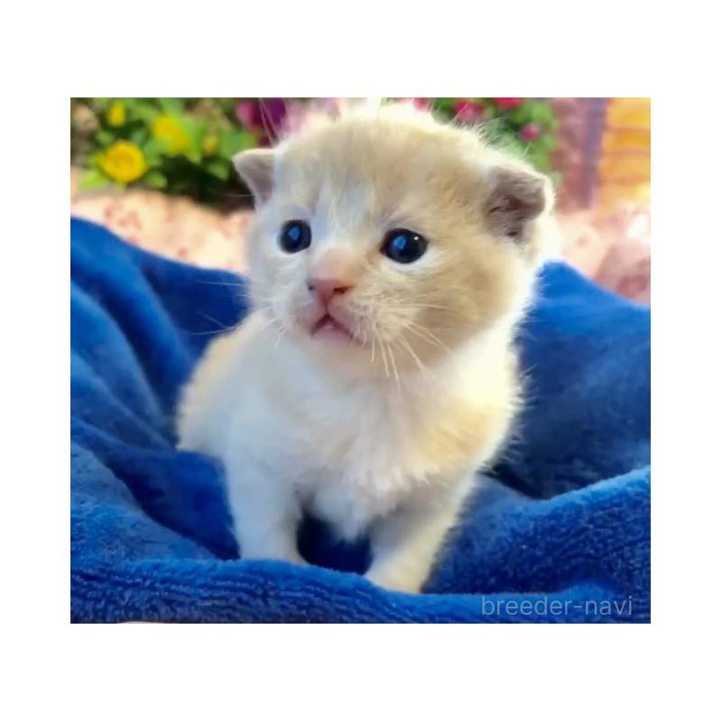販売中の大阪府のスコティッシュフォールド(折れ耳)-133093の6枚目