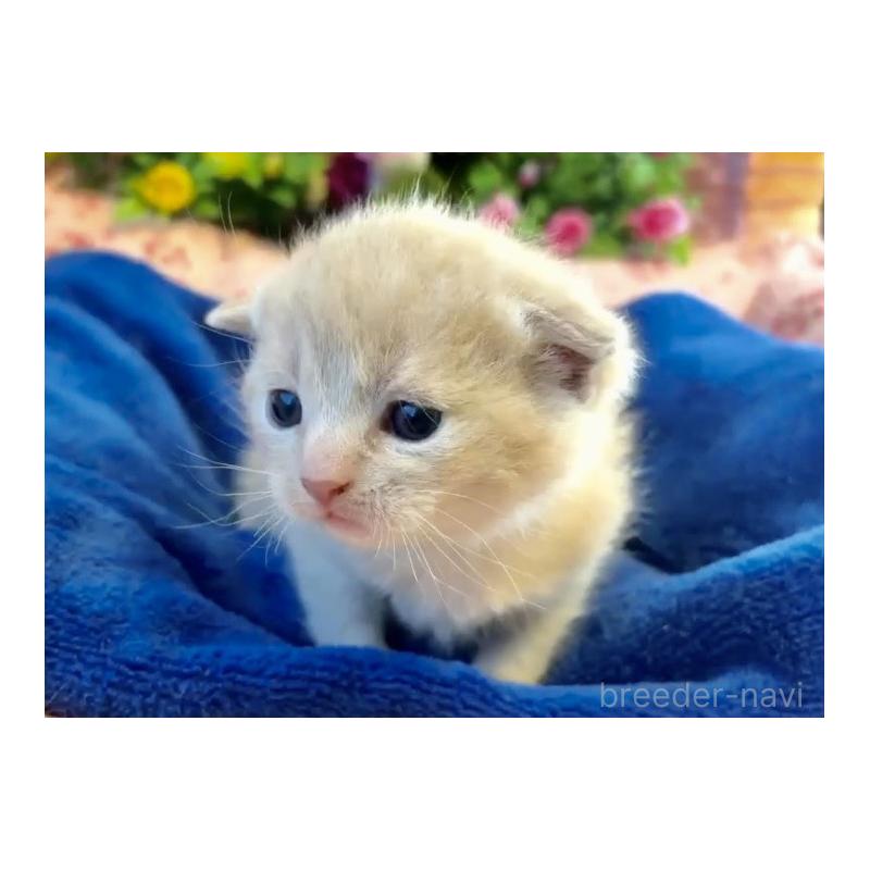 販売中の大阪府のスコティッシュフォールド(折れ耳)-133093の5枚目