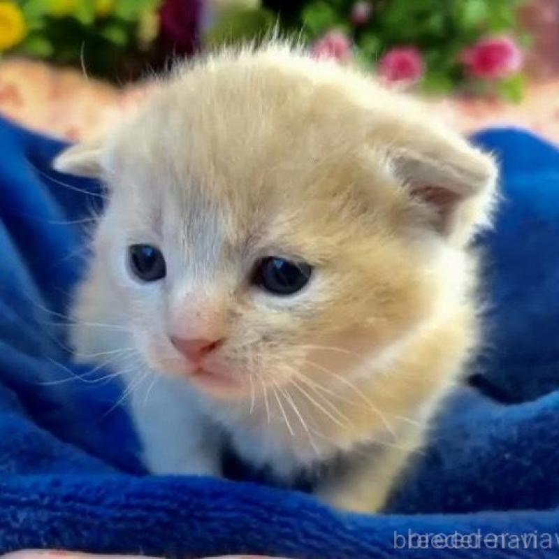 販売中の大阪府のスコティッシュフォールド(折れ耳)-133093の4枚目