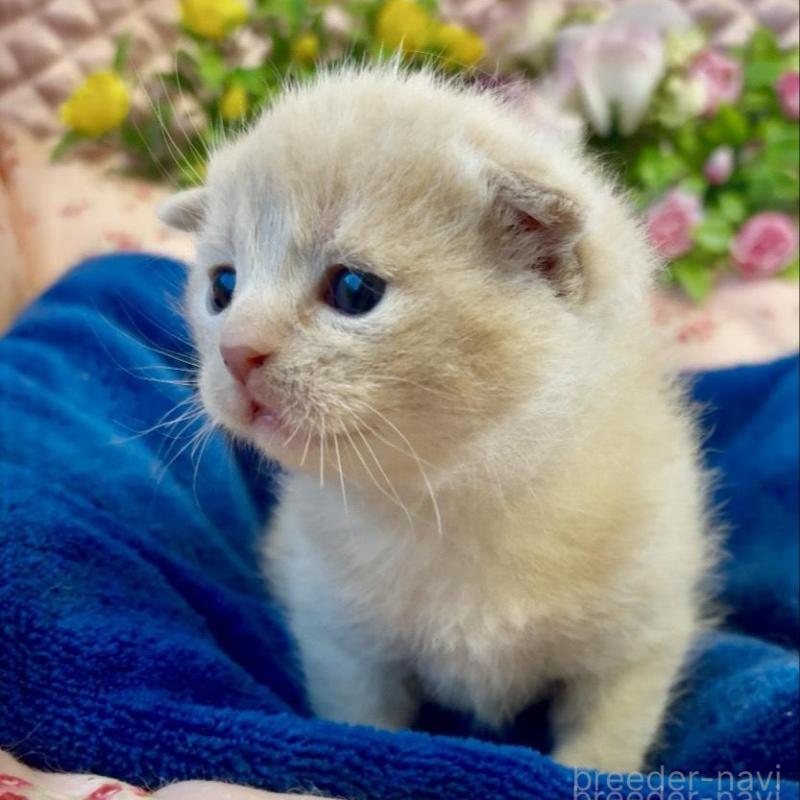 販売中の大阪府のスコティッシュフォールド(折れ耳)-133093の3枚目