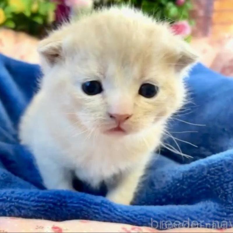 販売中の大阪府のスコティッシュフォールド(折れ耳)-133093の2枚目