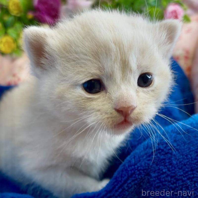 販売中の大阪府のスコティッシュストレート-133095の5枚目