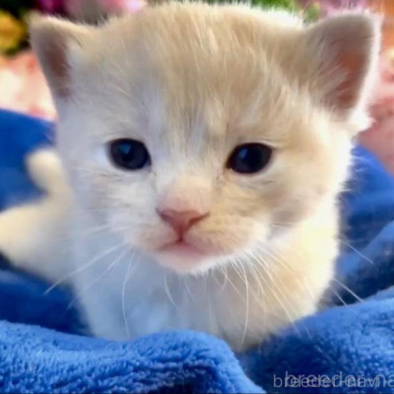 販売中の大阪府のスコティッシュストレート-133095