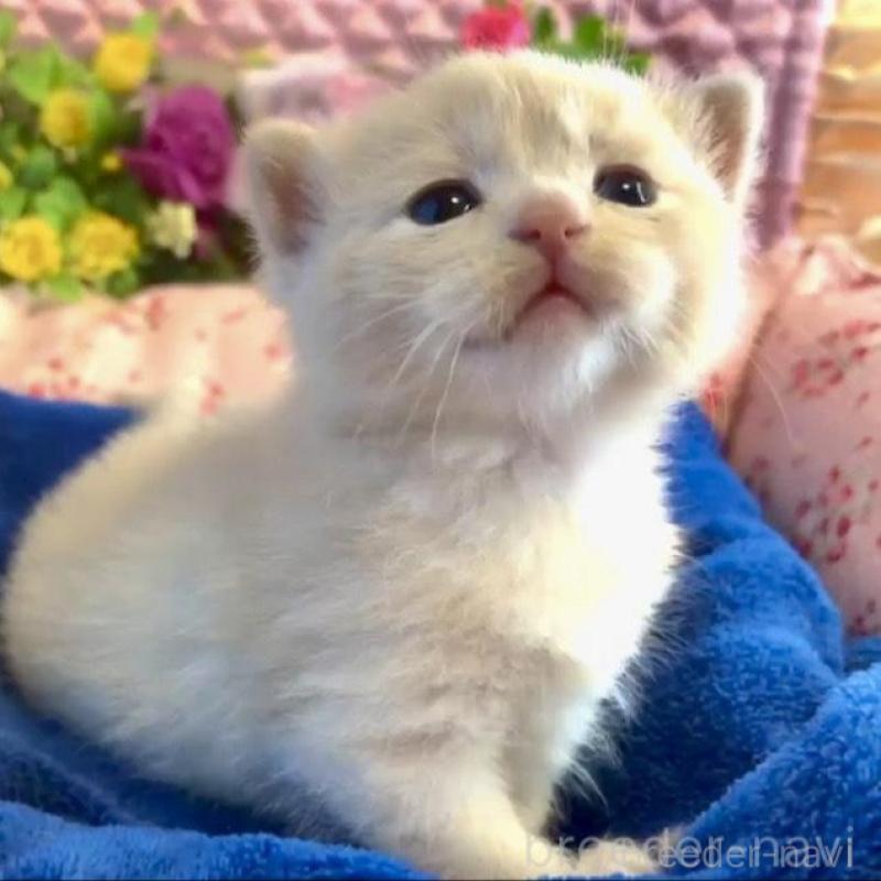 販売中の大阪府のスコティッシュストレート-133095の4枚目