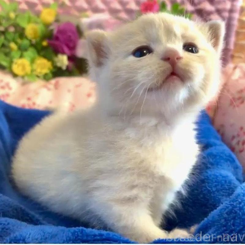 販売中の大阪府のスコティッシュストレート-133095の3枚目