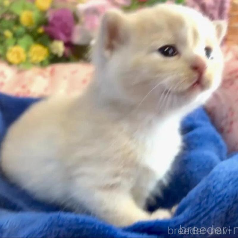 販売中の大阪府のスコティッシュストレート-133095の2枚目