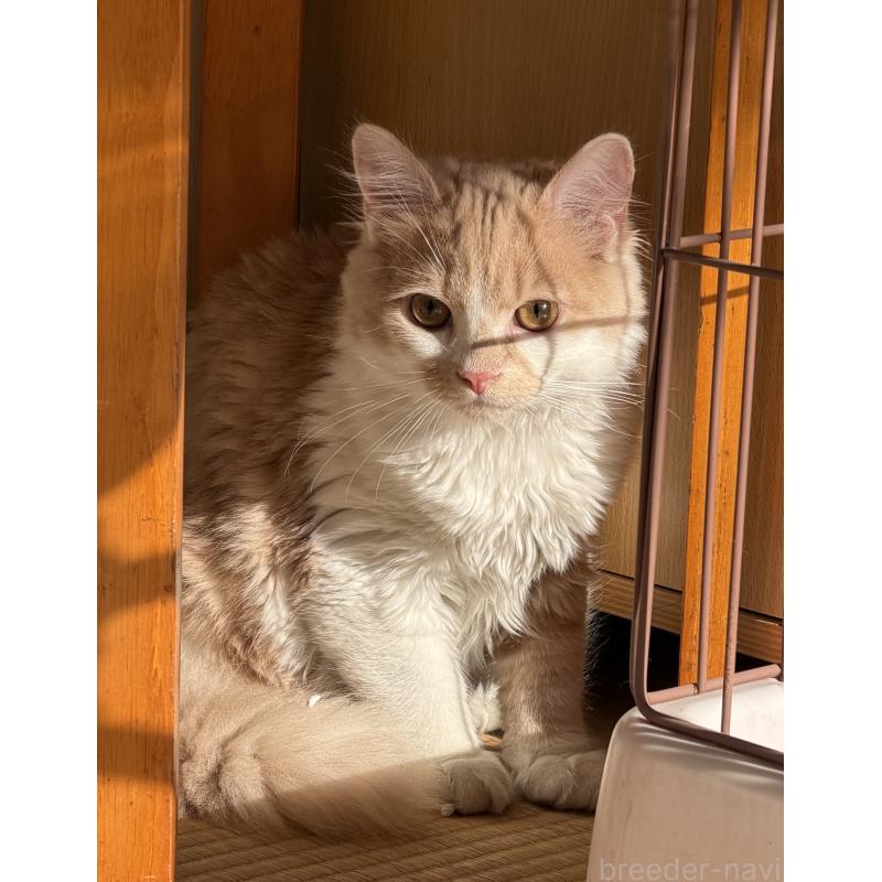 販売中の埼玉県のスコティッシュフォールド-124878の21枚目