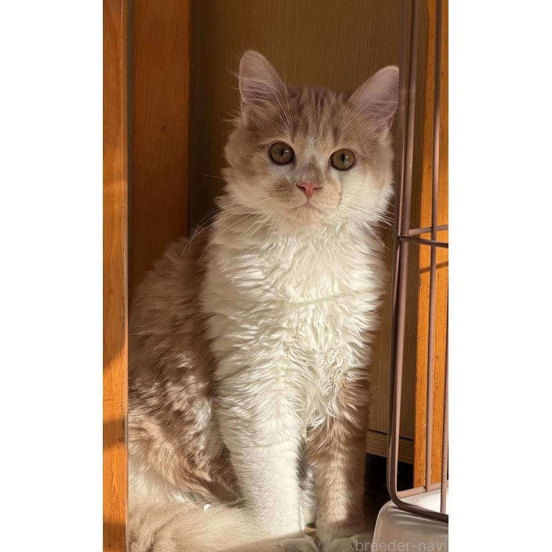 販売中の埼玉県のスコティッシュフォールド-124878の19枚目