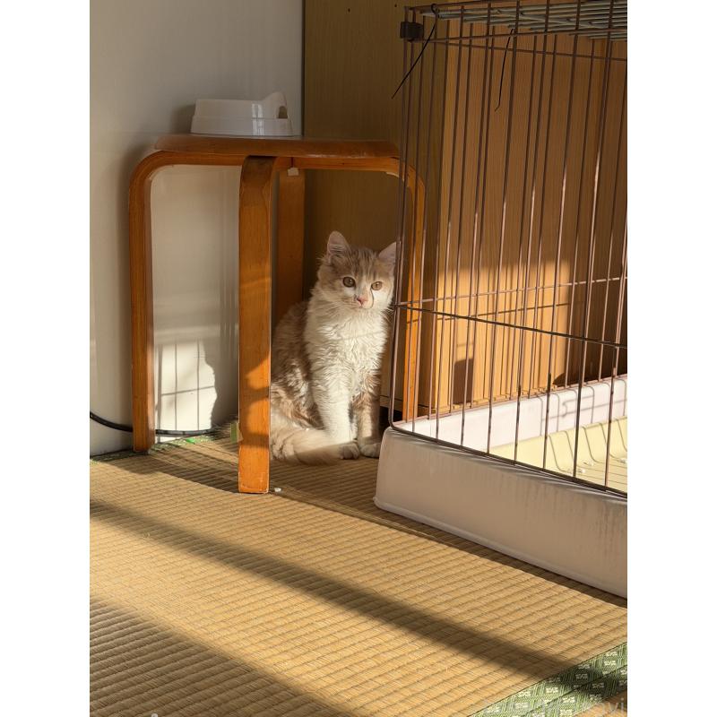 販売中の埼玉県のスコティッシュフォールド-124878の18枚目