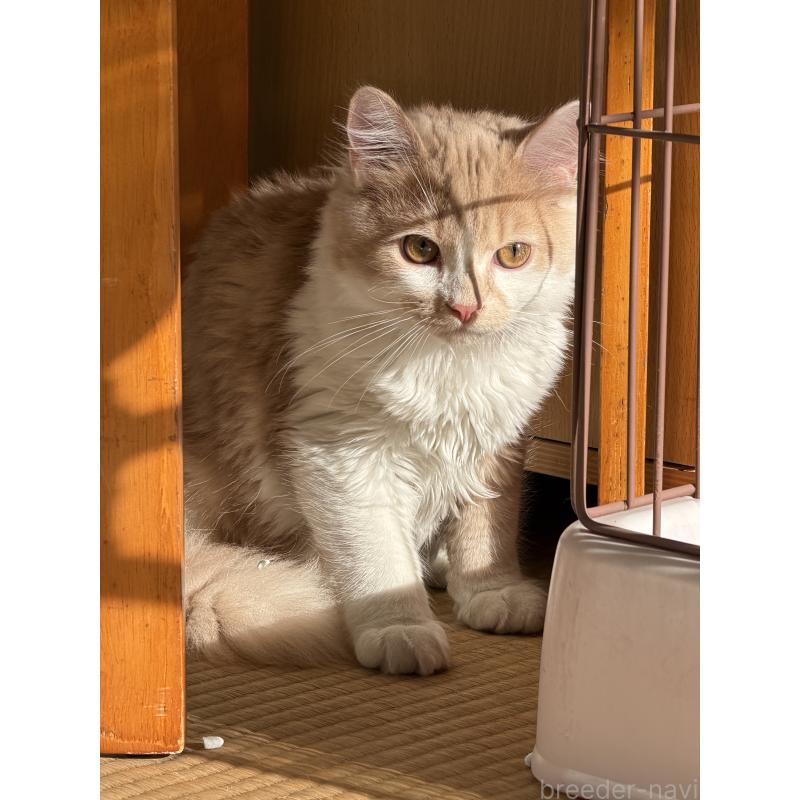 販売中の埼玉県のスコティッシュフォールド-124878の17枚目