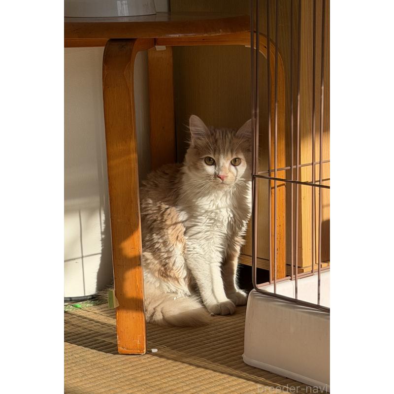 販売中の埼玉県のスコティッシュフォールド-124878の16枚目