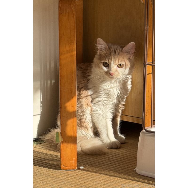 販売中の埼玉県のスコティッシュフォールド-124878の15枚目