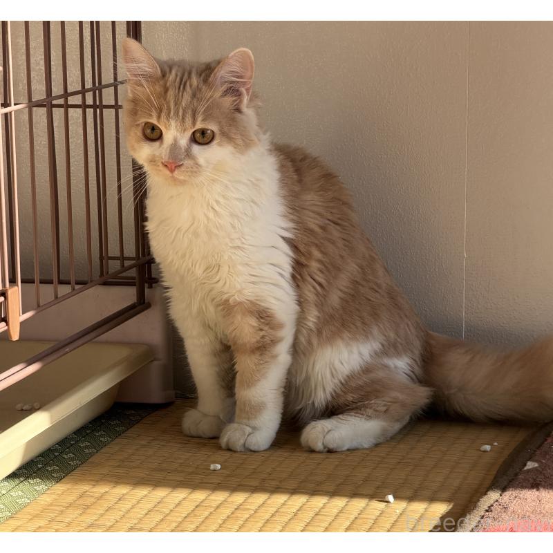 販売中の埼玉県のスコティッシュフォールド-124878の14枚目