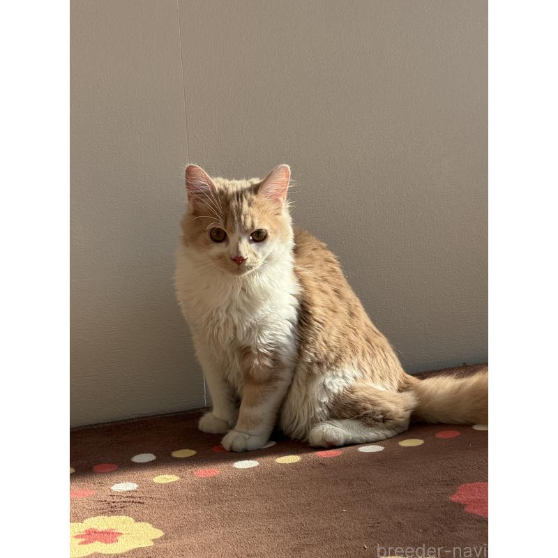 販売中の埼玉県のスコティッシュフォールド-124878