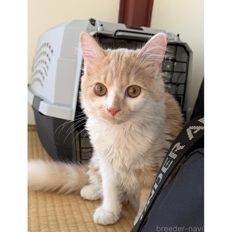 販売中の埼玉県のスコティッシュフォールド-124878