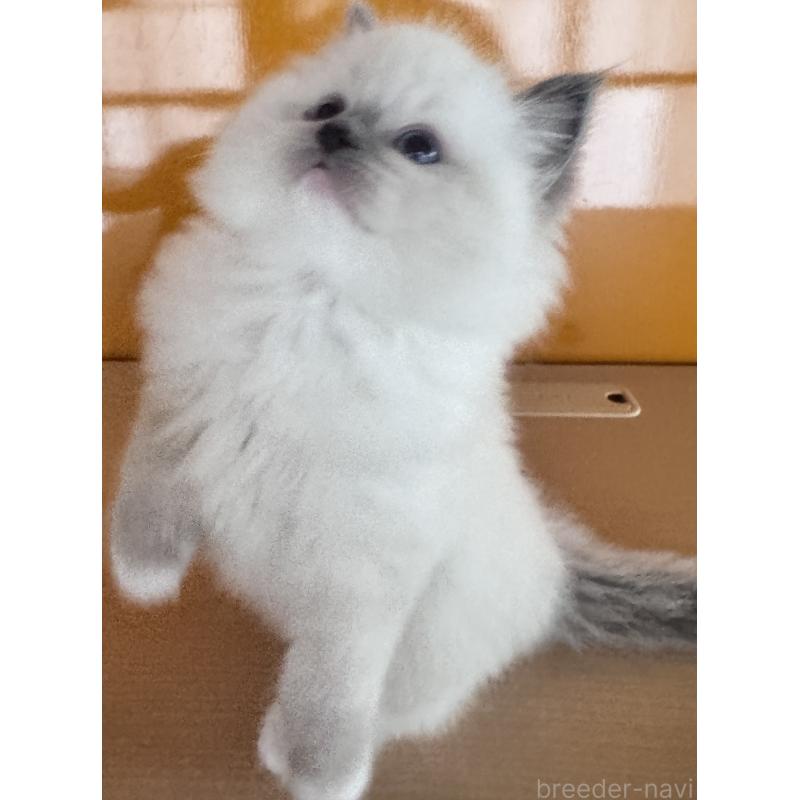 販売中の新潟県のラグドール-133097の5枚目