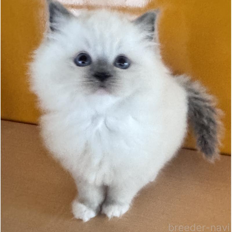 販売中の新潟県のラグドール-133097の4枚目