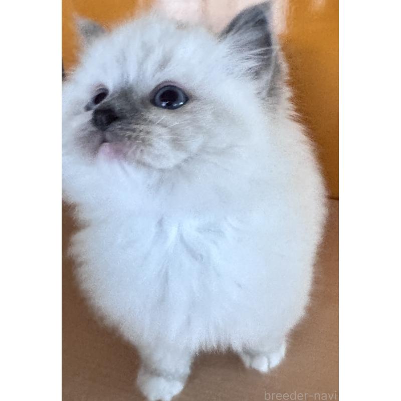 販売中の新潟県のラグドール-133097の3枚目