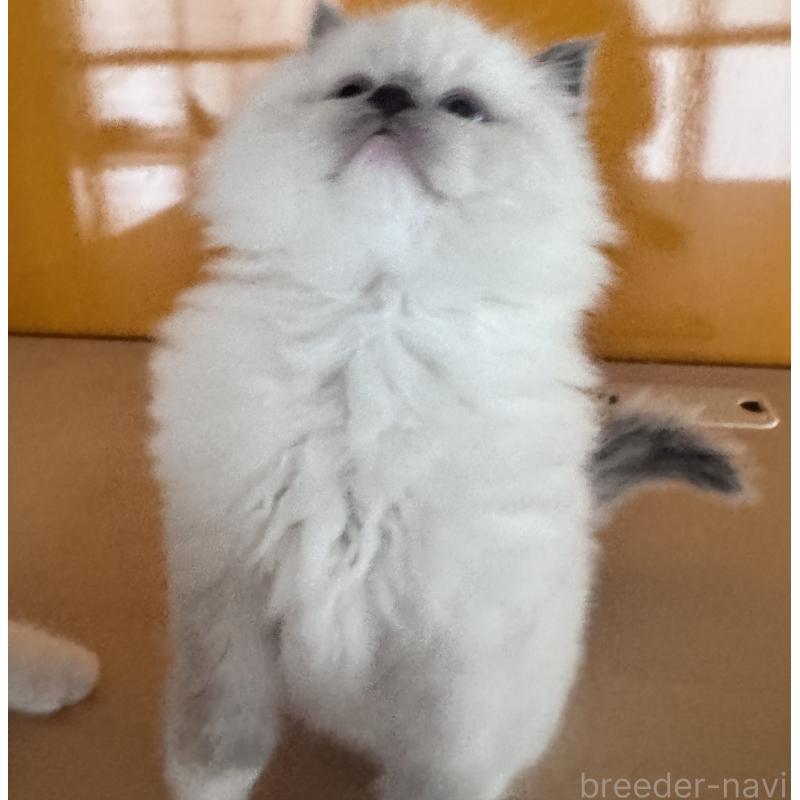 販売中の新潟県のラグドール-133097の2枚目