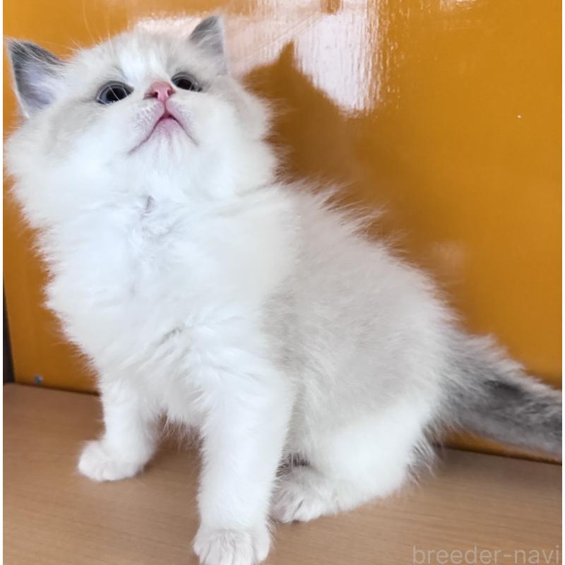 販売中の新潟県のラグドール-133098の6枚目