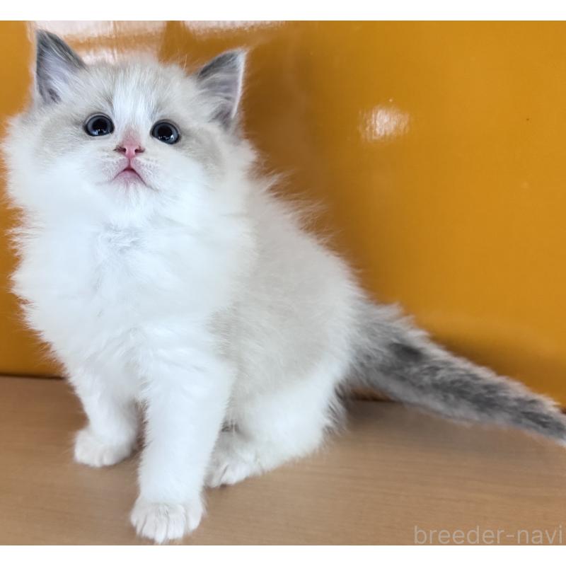 販売中の新潟県のラグドール-133098の5枚目