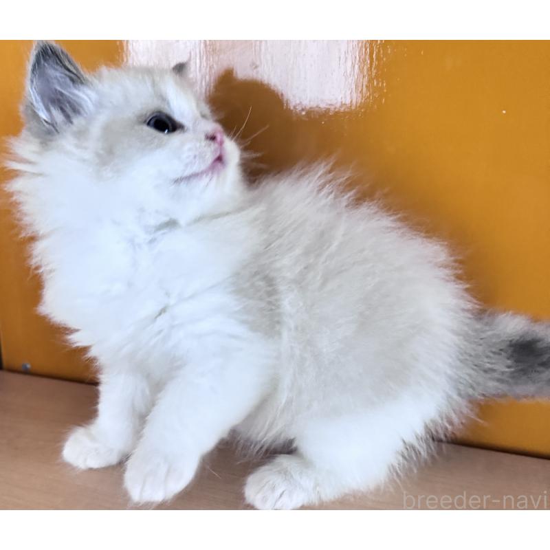 販売中の新潟県のラグドール-133098の4枚目