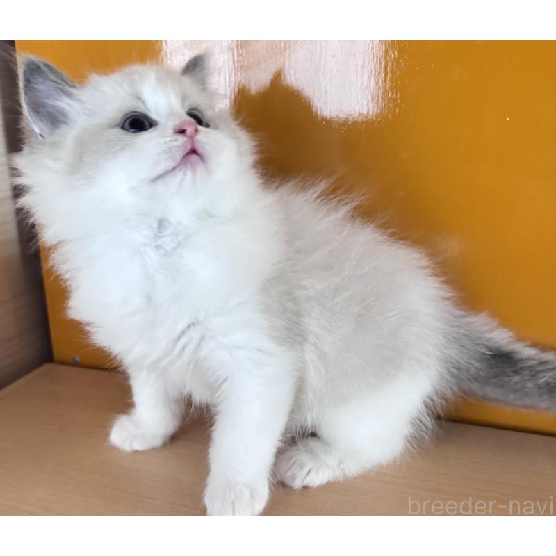 販売中の新潟県のラグドール-133098の3枚目