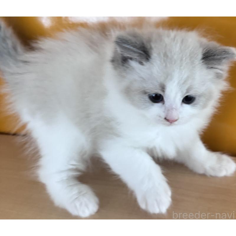 販売中の新潟県のラグドール-133098の2枚目