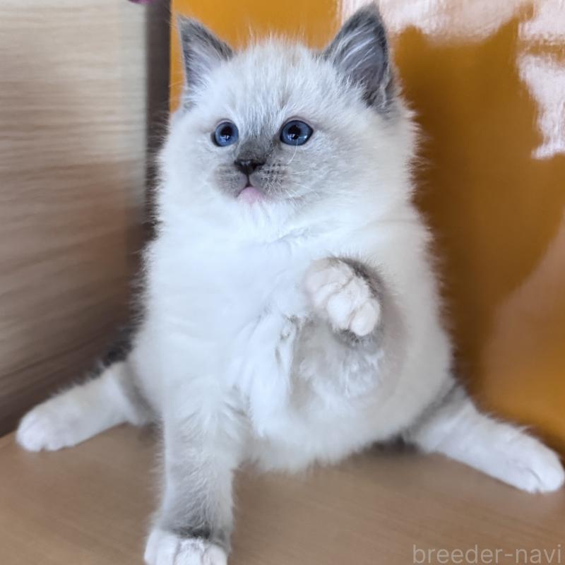 販売中の新潟県のラグドール-133099