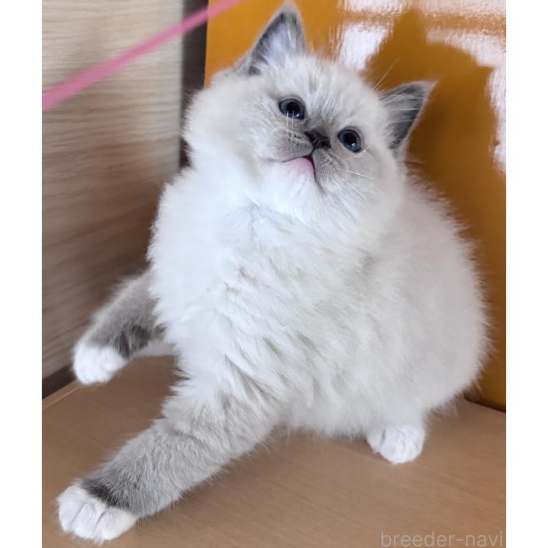 販売中の新潟県のラグドール-133099の5枚目