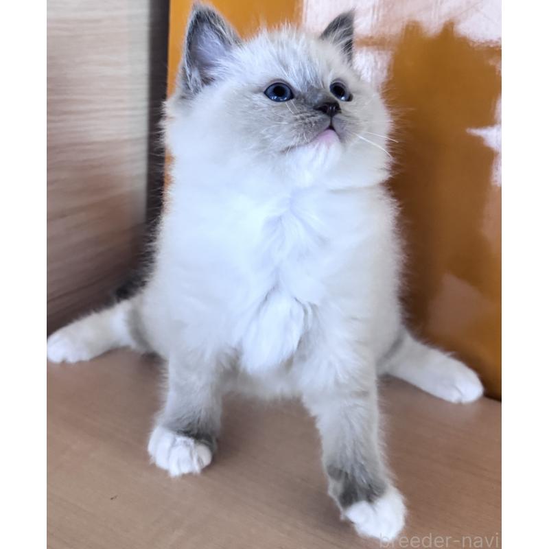 販売中の新潟県のラグドール-133099の4枚目