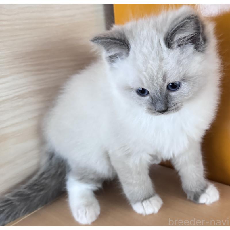 販売中の新潟県のラグドール-133099の3枚目