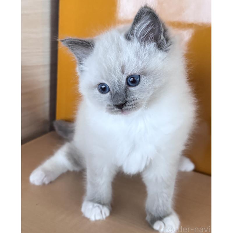 販売中の新潟県のラグドール-133099の2枚目