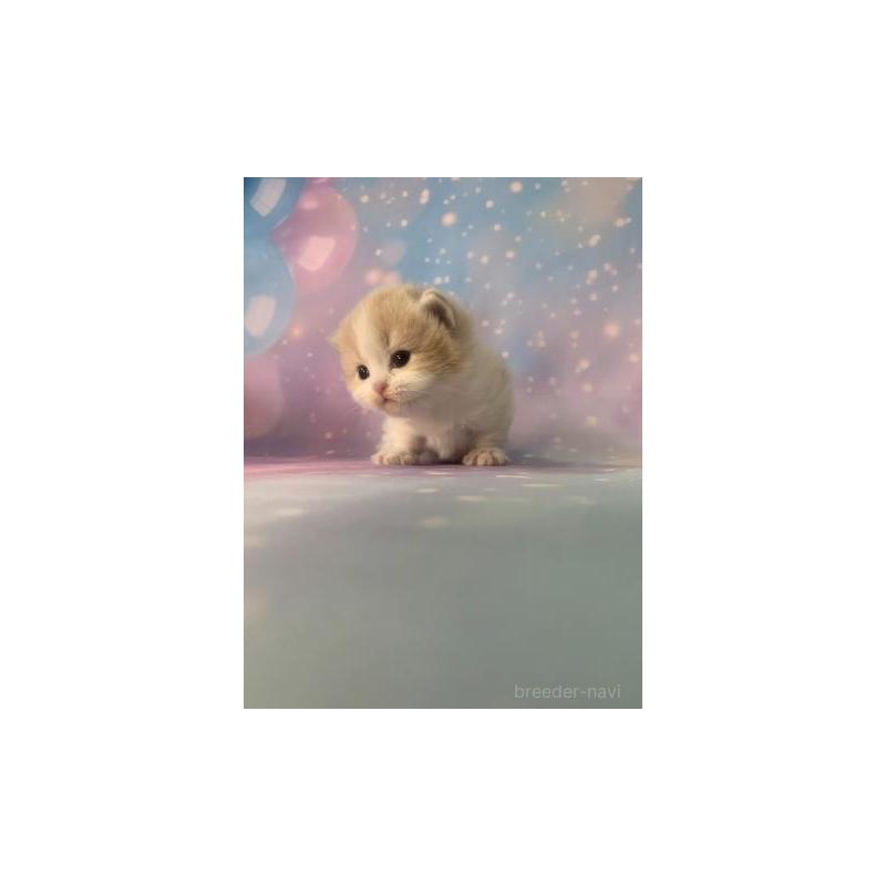 販売中の大阪府のマンチカン(短足)-133100の5枚目