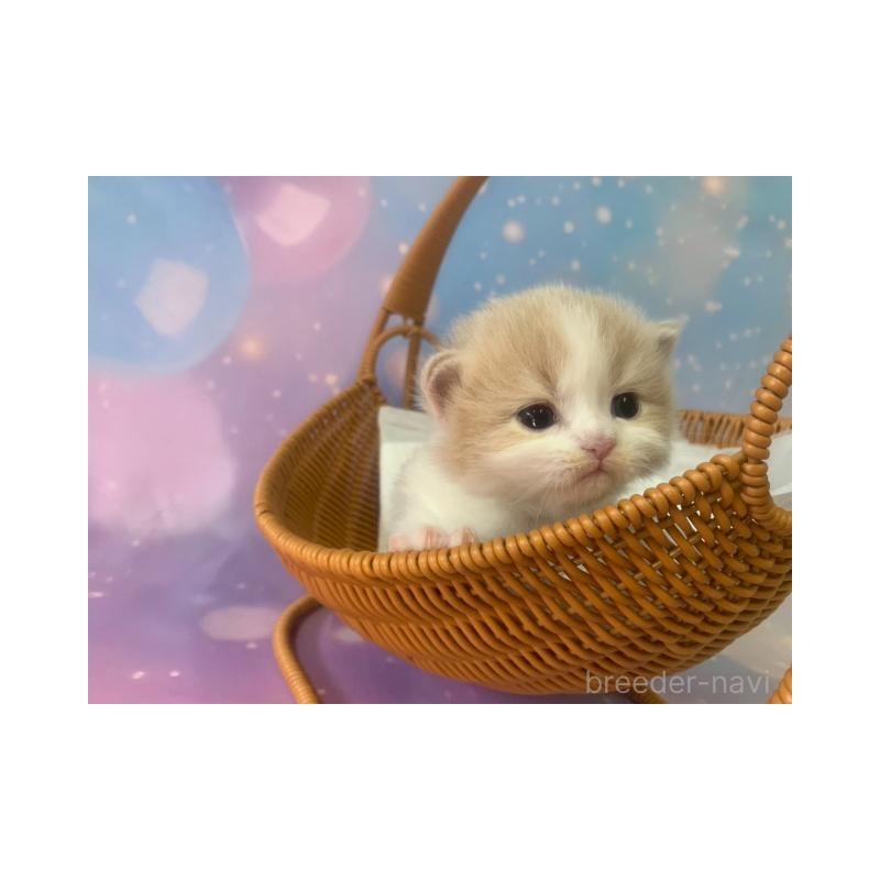 販売中の大阪府のマンチカン(短足)-133100の2枚目