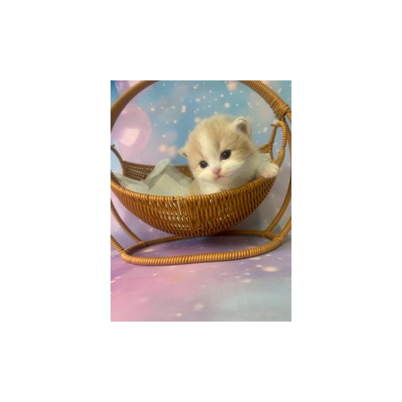 販売中の大阪府のマンチカン(短足)-133100の3枚目