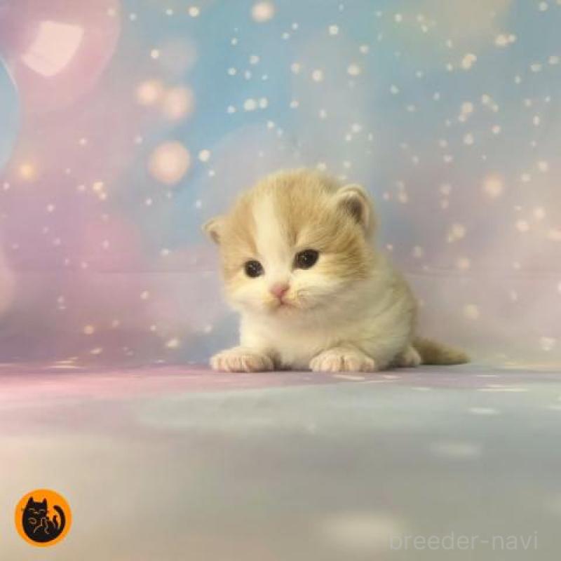 販売中の大阪府のマンチカン(短足)-133100