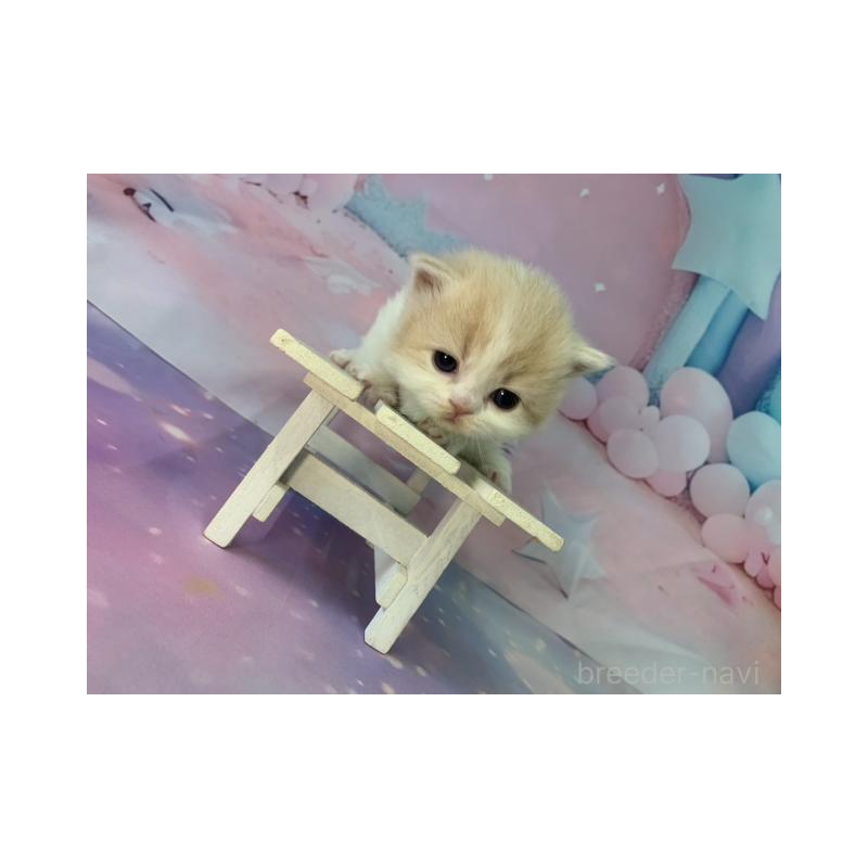 販売中の大阪府のマンチカン(短足)-133101の5枚目