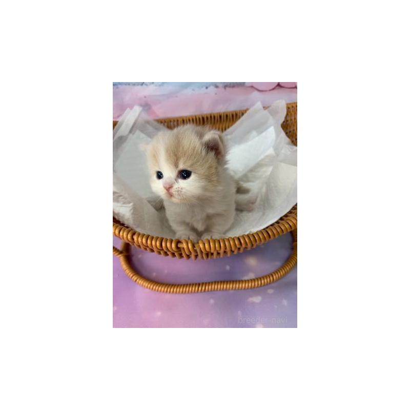 販売中の大阪府のマンチカン(短足)-133101の6枚目