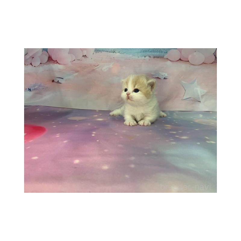 販売中の大阪府のマンチカン(短足)-133101の4枚目