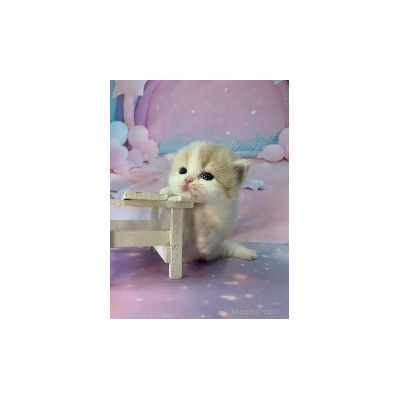 販売中の大阪府のマンチカン(短足)-133101の2枚目