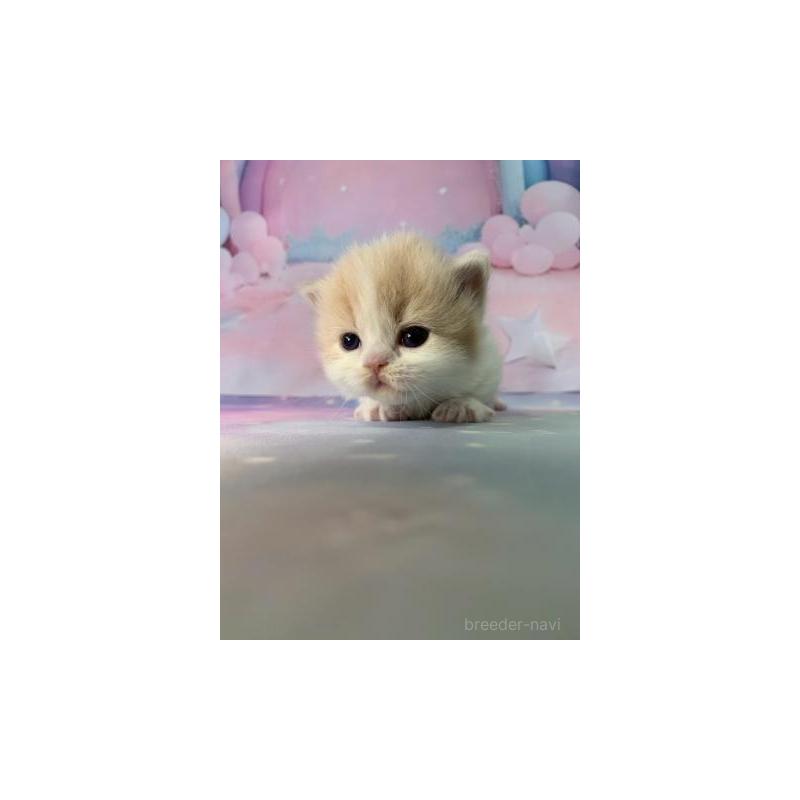 販売中の大阪府のマンチカン(短足)-133101の3枚目