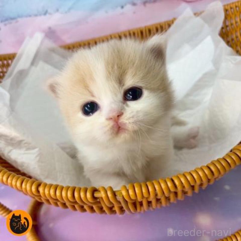 販売中の大阪府のマンチカン(短足)-133101