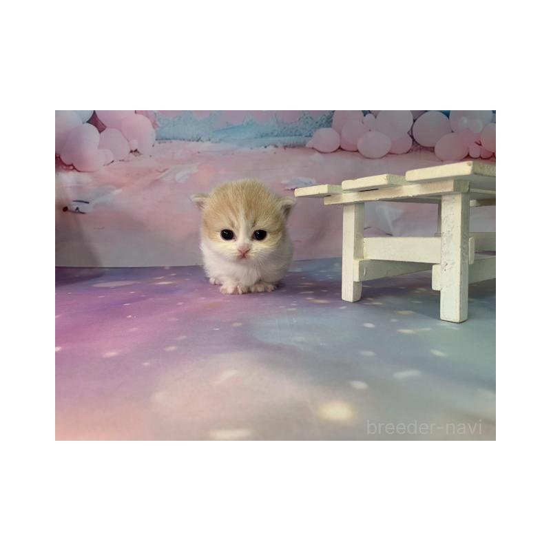 販売中の大阪府のマンチカン(短足)-133102の6枚目