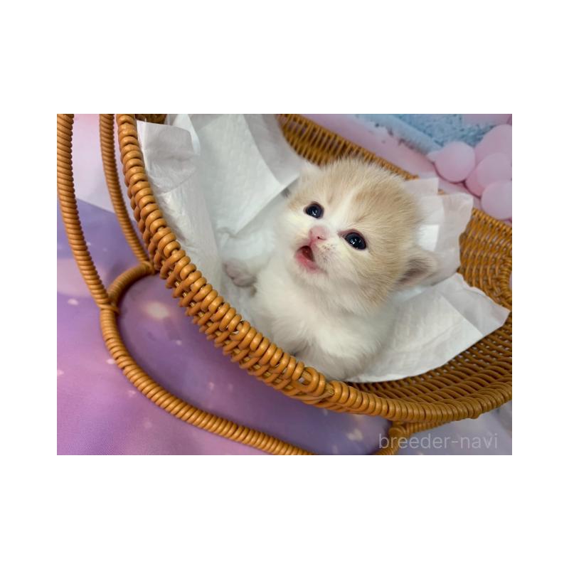 販売中の大阪府のマンチカン(短足)-133102の5枚目