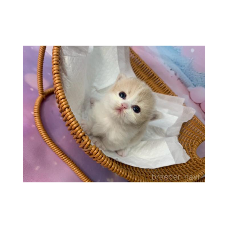 販売中の大阪府のマンチカン(短足)-133102の2枚目