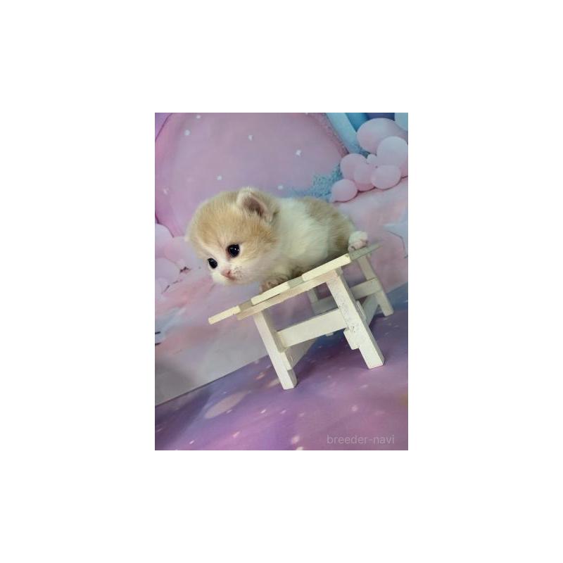 販売中の大阪府のマンチカン(短足)-133102の3枚目