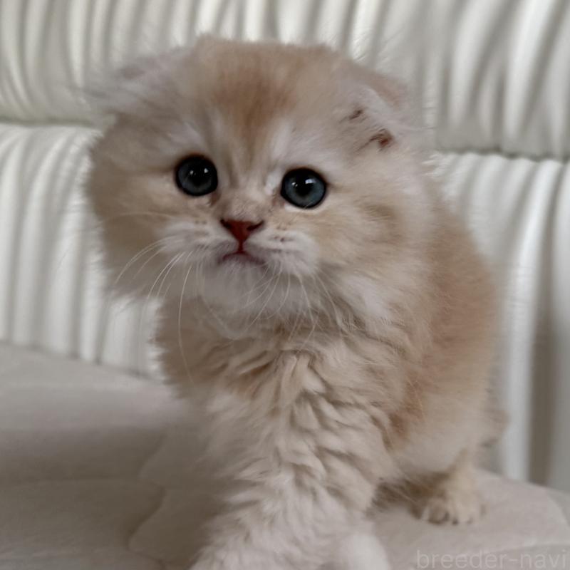 販売中の福岡県のスコティッシュフォールド(折れ耳)-131919