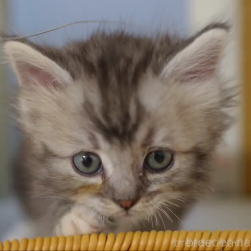 販売中の大阪府のサイベリアン-133103の1枚目