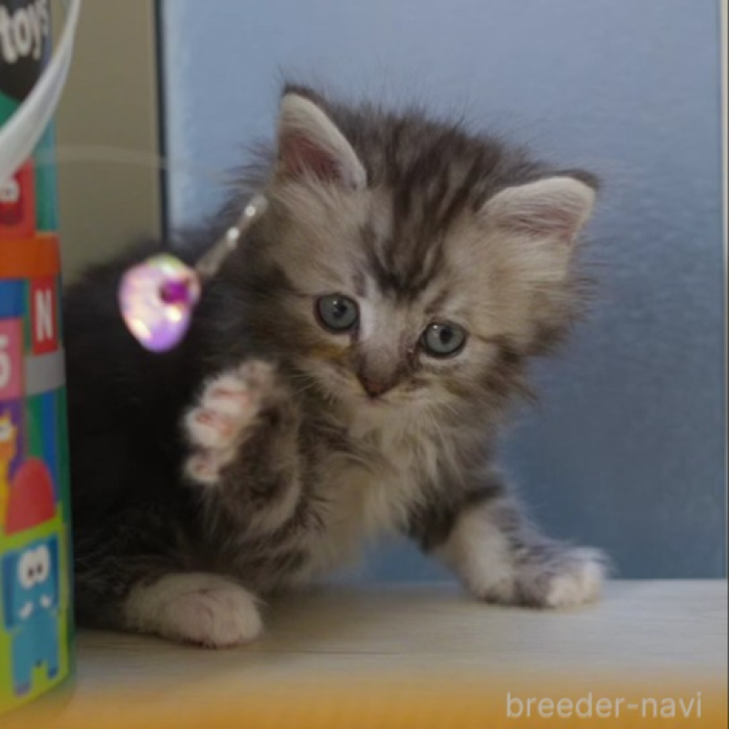 販売中の大阪府のサイベリアン-133103の6枚目